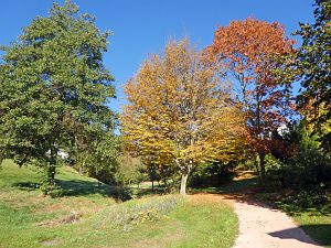 Herbst 2018 in Tennenbronni