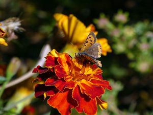 Herbst 2018 in Tennenbronni