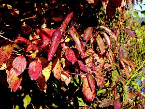 Herbst 2018 in Tennenbronni