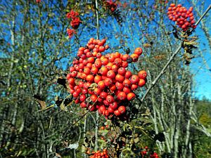 Herbst 2018 in Tennenbronni