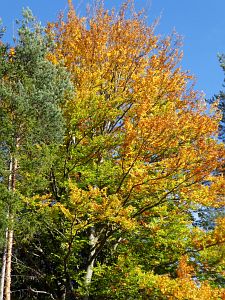 Herbst 2018 in Tennenbronni