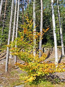 Herbst 2018 in Tennenbronni