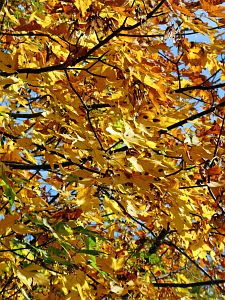 Herbst 2018 in Tennenbronni