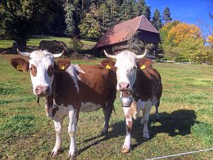 Herbst 2018 in Tennenbronni