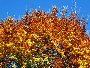 Herbst 2018 in Tennenbronni