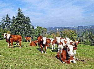 Herbst 2018 in Tennenbronni
