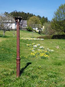 Wiesenbauerndobel in voller Blte