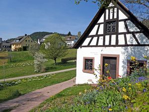Wiesenbauerndobel in voller Blte