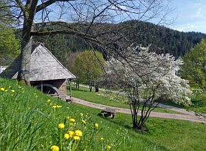 Wiesenbauerndobel in voller Blte