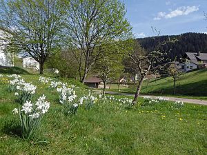 Wiesenbauerndobel in voller Blte