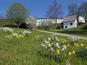 Wiesenbauerndobel in voller Blte