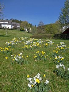 Wiesenbauerndobel in voller Blte