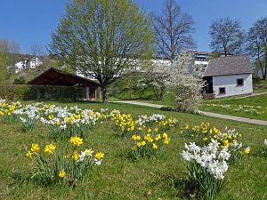 Wiesenbauerndobel in voller Blte