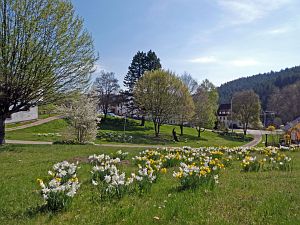 Wiesenbauerndobel in voller Blte