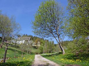 Wiesenbauerndobel in voller Blte