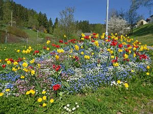 Wiesenbauerndobel in voller Blte