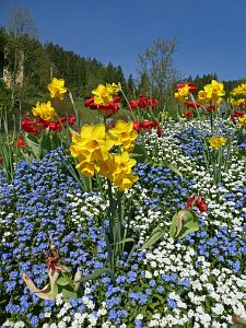 Wiesenbauerndobel in voller Blte