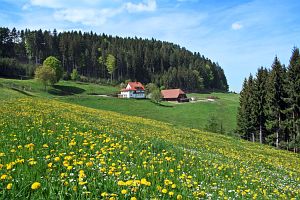 Lwenzahnblte Tennenbronn 2018