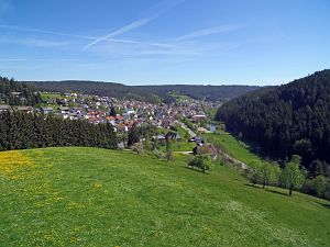 Lwenzahnblte Tennenbronn 2018