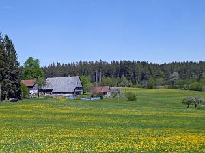 Lwenzahnblte Tennenbronn 2018