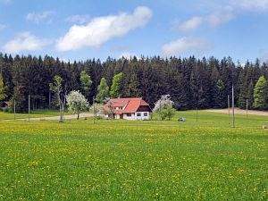 Lwenzahnblte Tennenbronn 2018