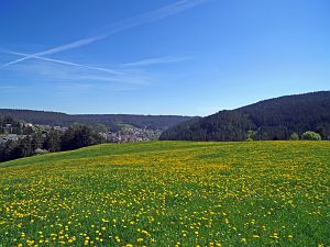 Lwenzahnblte Tennenbronn 2018