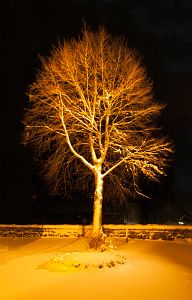 Tennenbronn Winternacht