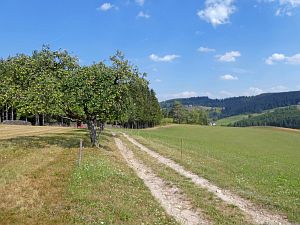 Sommer Tennenbronn 2018