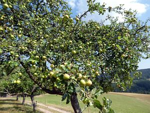 Sommer Tennenbronn 2018