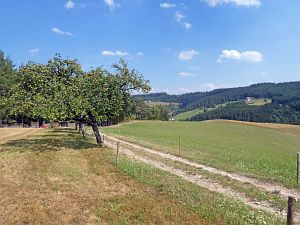 Sommer Tennenbronn 2018