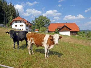 Sommer Tennenbronn 2018