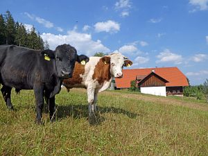 Sommer Tennenbronn 2018