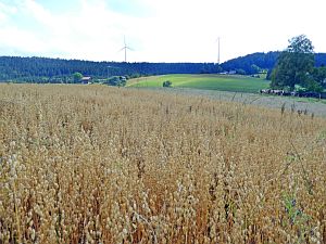 Sommer Tennenbronn 2018