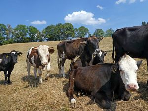 Sommer Tennenbronn 2018