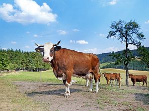 Sommer Tennenbronn 2018