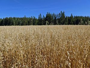 Sommer neigt sich dem Ende entgegen