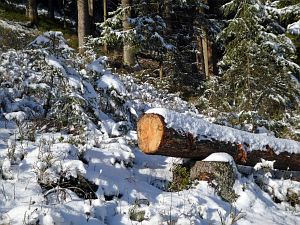 Wintermorgen Tennenbronn