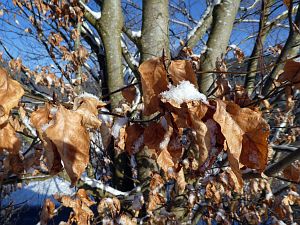 Wintermorgen Tennenbronn
