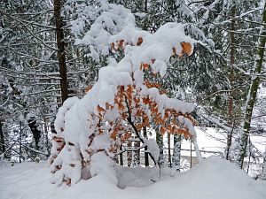 Tennenbronn Winter im Februar 2018