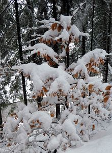 Tennenbronn Winter im Februar 2018