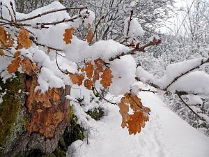 Tennenbronn Winter im Februar 2018
