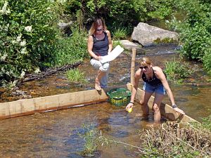 Waldfest WLS