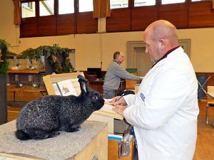 Kaninchenausstellung in Tennenbronn