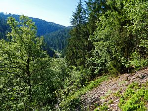 Felsen im Bernecktal