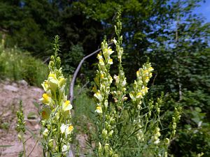 Felsen im Bernecktal