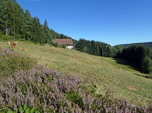 Spaziergang Eichbachtal