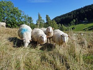 Spaziergang Eichbachtal