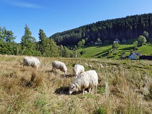 Spaziergang Eichbachtal