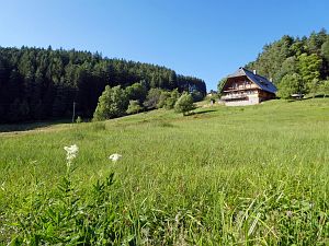 Spaziergang Eichbachtal