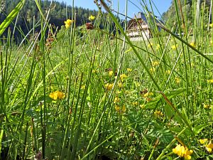 Spaziergang Eichbachtal